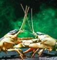 Two crayfish fight in a cloud of visualized urine.