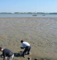The Colne Estuary in Essex is where the first coastal marine isoprene degraders were found.
