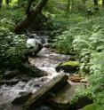 “We went through three stream segments three times per visit, turning over 800-1600 rocks per segment, over the course of 8 visits to locate each salamander and to capture all the data on their movement,” says Grant. “We went through three stream segments three times per visit, turning over 800-1600 rocks per segment, over the course of 8 visits to locate each salamander and to capture all the data on their movement,” says Grant.