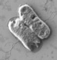 Bile salts send 'mixed' signals to E. coli O157:H7 bacteria.