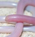 Blind snakes have been discovered to be one of the few species now living in Madagascar that existed there when it broke from India about 100 million years ago, according to a study led by Blair Hedges at Penn State University in the United Steates and Nicolas Vidal, of the Muséum National d'Histoire Naturelle in Paris.  The study will be published in the March 31, 2010, issue of the Royal Society journal<i> Biology Letters</i>.