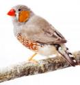 The zebra finch, which gets its name from the black-and-white stripes on the male finch’s throat, is the first songbird to have its genome decoded. The project was led by scientists at Washington University's Genome Center.