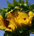Sunflower (<i>Helianthus annuus</i>) is among the first wild plants cultivated by Native Americans.