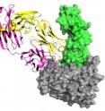 This image of the complex studied by the Caltech team shows gp120 in gray, CD4 in green, the 21c antibody's light chain in yellow, and its heavy chain in magenta.