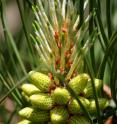 A new study suggests that pollen from the loblolly pine -- the most commonly planted tree in the southern US -- can still germinate after drifting long distances. Far-flung pine pollen makes it difficult to contain transgenic trees, researchers say.