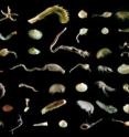 Small marine animals called macrofauna -- snails, worms, clams, and other creatures no bigger than a pencil eraser -- live and feed in the seafloor sediment.