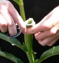 Often for self-pollination of doubled haploid plants, male and female flowering is not synchronized. When that happens, the tips of husks (around the future ear) need to be removed to allow pollination, even though the silks are not yet out.