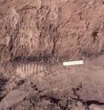 Skeletal remains of mammoth, horse, camel, Dire wolf, and others tell of the megafauna that roamed southern Arizona during the Pleistocene Epoch until these large animals became extinct 13,000 years ago. The time of extinction coincides with the deposition of a black algal mat, visible as a black line just above the mammoth tooth in this photo, of Younger Dryas age, when hunter-gatherers of the Clovis culture inhabited the area. No remains of Pleistocene mammals have ever been found in sediments deposited above, and thus younger than, the black layer. UA scientists unearthed the fossil pictured here southeast of the Murray Springs Clovis site, where they sampled the black algal layer to test the hypothesis of cosmic impact as the cause of extinction and Younger Dryas cooling.