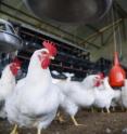 Chickens that eat high levels of melamine in their feed still produce eggs that contain low levels of the potentially toxic contaminant.