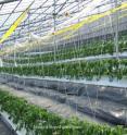 Photo shows the interior of the sloped greenhouses used for a Japanese study of the effects of solar radiation on tomato yield.