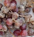 These are commercially packed cluster grapes showing typical decay after four months.