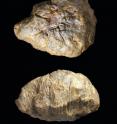 <I>Texacephale langstoni</I> had softball-sized lumps of bone on top of their skulls. Researchers found two of the fossilized domes in Big Bend National Park in southwest Texas.