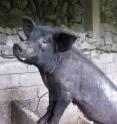 Several species of native wild boar are found in the Philippines, though all domestic pigs, including this one, were originally domesticated in East Asia and introduced by incoming farmers.