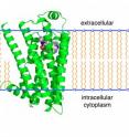 The beta-2 adrenergic receptor (green) spans the cell membrane (orange and blue). In this visualization, a binding pocket in the receptor interacts with a beta-blocker (red, gray and blue molecule near the center). The new study found that amyloid-beta, a protein fragment linked to the detrimental effects of Alzheimer's disease, binds to a different region on the beta-2 adrenergic receptor.