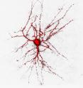 This is a 3-D reconstruction of a nerve cell from the cerebral cortex (filled with red fluorescent dye). Scientists now discovered that ClC-2 chloride channels may allow the nerve cells to manipulate their own excitability, enabling them to selectively influence intercellular communication.