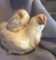 Both of these chickens are eight weeks old but from a high-growth line and a low-growth line developed at Virginia Tech. The research team identified a gene found in all of Virginia Tech's high-growth chickens but few of the low-growth ones that appears to regulate appetite.
