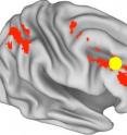 The brain's lateral prefrontal cortex (in yellow) shows heightened and more long-lasting activity in people more driven by rewards, even when a reward is not offered.