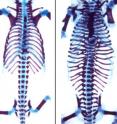 Mice have a ribcage with 12 pairs of ribs (image on the left). When the gene Hox6 is activated in ribless regions of the embryo, extra ribs are formed, extending from the ribcage to the tail (image on the right).