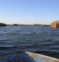 A small boat glides through Mexico's Cienega de Santa Clara, the largest wetland on the Colorado River Delta.