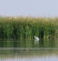 Mexico's Cienega de Santa Clara, the largest wetland on the Colorado River Delta, is home to many species of birds, including egrets and coots.