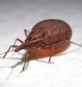 This is a <i>Rhodnius prolixus</i> in the fifth instar stage. This is a <i>Rhodnius prolixus</i> in the fifth instar stage.