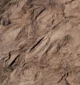 These layered structures called stromatolites from the Cryogenian Trezona Formation were created by biofilms of microbes that formed in a shallow-water tropical environment in South Australia's Adelaide Rift Complex about 650 million years ago. These layered structures called stromatolites from the Cryogenian Trezona Formation were created by biofilms of microbes that formed in a shallow-water tropical environment in South Australia's Adelaide Rift Complex about 650 million years ago.