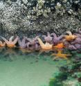 Sea stars (<I>Pisaster ochraceous</I>) are predators that can control local population abundance within rocky intertidal communities by consuming the dominant mussel (<I>Mytilus californianus</I>).