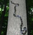 A black rat snake climbs a tree in the Cache River State Natural Area in southern Illinois.