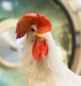 This University of Illinois chicken is being used as a model to study ovarian cancer. U of I researchers have discovered that a diet enriched with flaxseed decreases the severity of ovarian cancer and increases survival in hens.