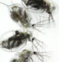 This image shows two <I>Daphnia dentifera</I> that are infected with the fungus <I>Metschnikowia bicuspidata</I> (from the top, first and third), and two that are uninfected (second and fourth). The darker areas of infected <I>Daphnia</I> (body and head) are where fungal spores have collected.