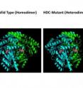 These images shows the mutation in HDC genes.