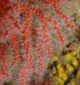 This is red coral.