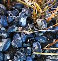 Cordgrass and ribbed mussels along East Coast cobbled beaches provide shade and protection for the invasive Asian shore crab.