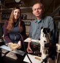 Lauren Sallan and Professor Michael Coates handle a actinopterygian fossil in their Culver Hall lab Oct. 6, 2009. Sallan and Coates found that an extinction event 360 million years ago set the stage for modern vertebrate evolution. The research was published online May 17 by the <i>Proceedings of the National Academy of Sciences</i>.