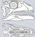 This is a reconstruction of the skull of the new species of <i>Azendohsaurus</i>. On top is a lateral or side view, and on the bottom, a palatal or roof of the mouth view. Note the teeth covering the palate, a highly unusual feature among reptiles, and the downturned front end of the lower jaw, a feature found independently in many herbivorous archosauromorphs.