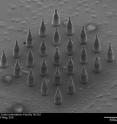 This scanning electron micrograph shows an array of silver-coated microneedles with antimicrobial properties.