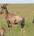 Pictured are topi antelopes