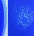 As part of an experiment to assess learning and memory in <i>C. elegans</i> roundworms, the image on the left shows worms that have not yet been trained to associate food with a drop of the chemical butanone that has been placed on the right side of the Petri dish. After training, the worms in the image on the right can be seen clustering around butanone that has been added. By testing normal worms as well as worms with genetic mutations that increase lifespan, the researchers were able to explore how factors that extend longevity affect learning and memory.
