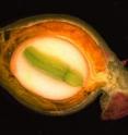 This is the developing fruit of <i>Euonymus alatus</i>, or burning bush. The white seed endosperm produces novel acetyl triacylglycerols, or acTAGs, while the orange aril tissue around the seed produces normal vegetable oil. This is the developing fruit of <i>Euonymus alatus</i>, or burning bush. The white seed endosperm produces novel acetyl triacylglycerols, or acTAGs, while the orange aril tissue around the seed produces normal vegetable oil.