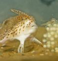 The endangered spotted handfish is found on sandy sediments at the bottom of Tasmania's Derwent estuary and adjoining bays.