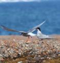 Arctic terns have the longest yearly migration of any bird species, with some individuals covering 80,000 km annually. Metals and other contaminants accumulated over their long journeys are ultimately deposited near their nesting sites, in some instances to toxic concentrations.