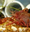 Eating raw crayfish can result in a severe parasitic infection.