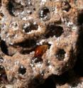 This is a soldier termite in a fungal comb. These termites are rarely seen above ground, but their subterranean activities support the productivity and biodiversity of African savannas.