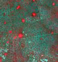 This satellite photo shows the uniform distribution of termite mounds. Small red regions are indicative of rapid plant growth.