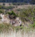 Termite mounds, seen here in Kenya's Masai Mara as an oasis of green in a sea of brown, help support savanna biodiversity at all levels, from tiny insects to this family of cheetahs.