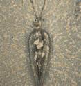 This is a <i>Nectocaris pteryx</i> from the Middle Cambrian Burgess Shale.