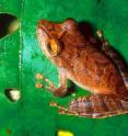 New species: <I>Pristimantis educatoris</I>, collected in El Cope, in Panama's Omar Torrijos National Park, is about 2-4 centimeters long and has expanded, round and even finger disks and toes that distinguish it from other, closely related species. Its eye color varies from blood red to yellow-orange above and dark purple to dark grey below. The pupil is horizontal.