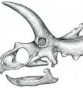 This is a line drawing of the skull of a new species of horned dinosaur unearthed in southern Mexico.