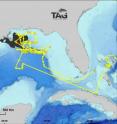 This shows the track (yellow line) and daily positions (dots) of a giant bluefin tuna electronically tagged off Canada on October 25, 2008 -- which spent the period from March 23-May 24, 2009, in the Gulf of Mexico.  The track is overlaid on the area of the Deepwater Horizon oil spill as of May 24, 2010 (black).  Peak spawning of bluefin tuna occurs in this area during April and May.