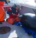 Stanford University researcher Dr. Steve Wilson tags a 700 lb. bluefin tuna in Canada that has been tracked to the Gulf of Mexico.